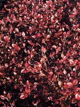 Lophomyrtus Red Dragon 5lt		